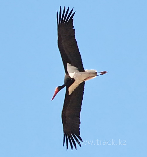 Ciconia nigra Linnaeus - Черный аист - Black Stork